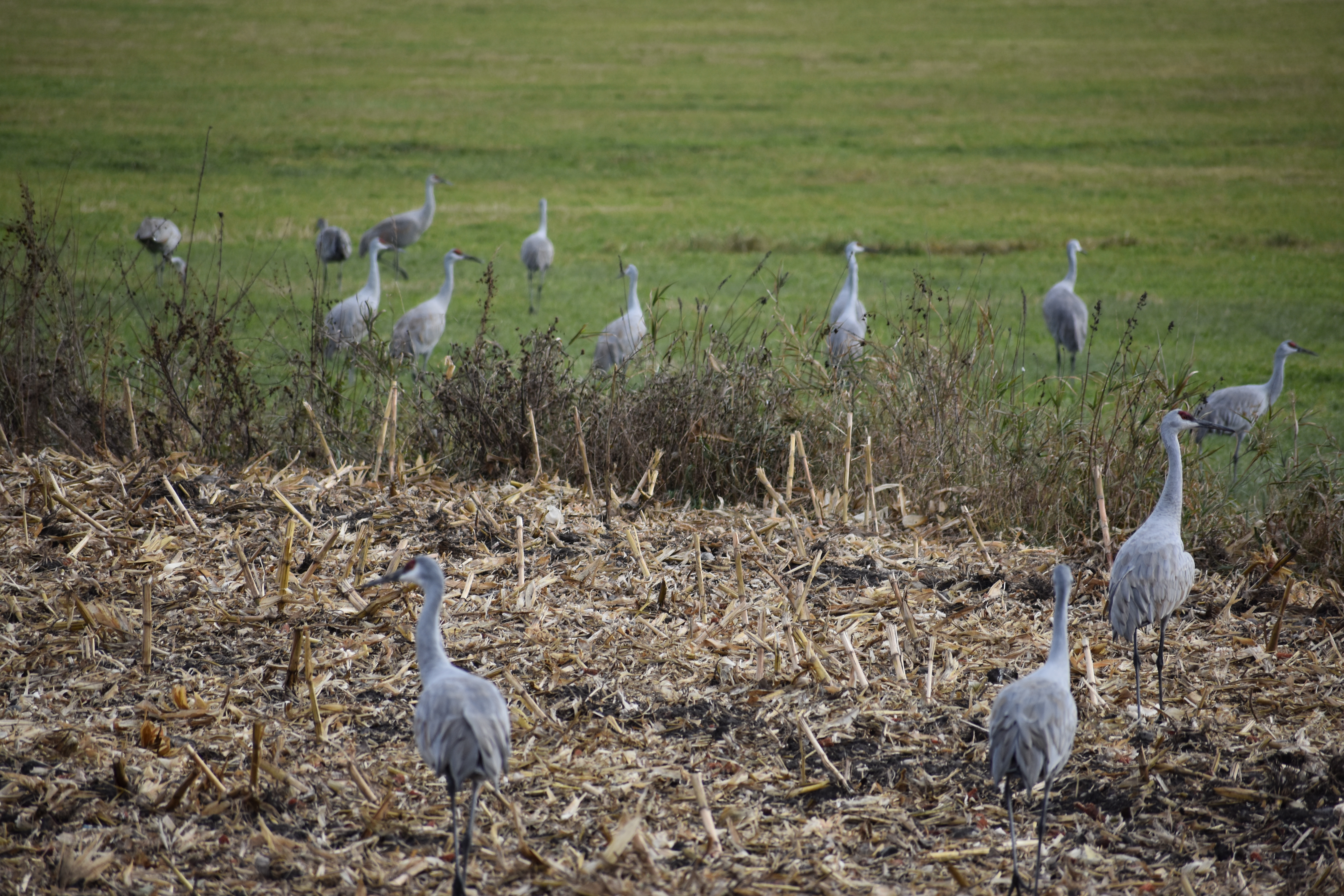 Thousands of Sandhill Cranes Gather in Baraboo