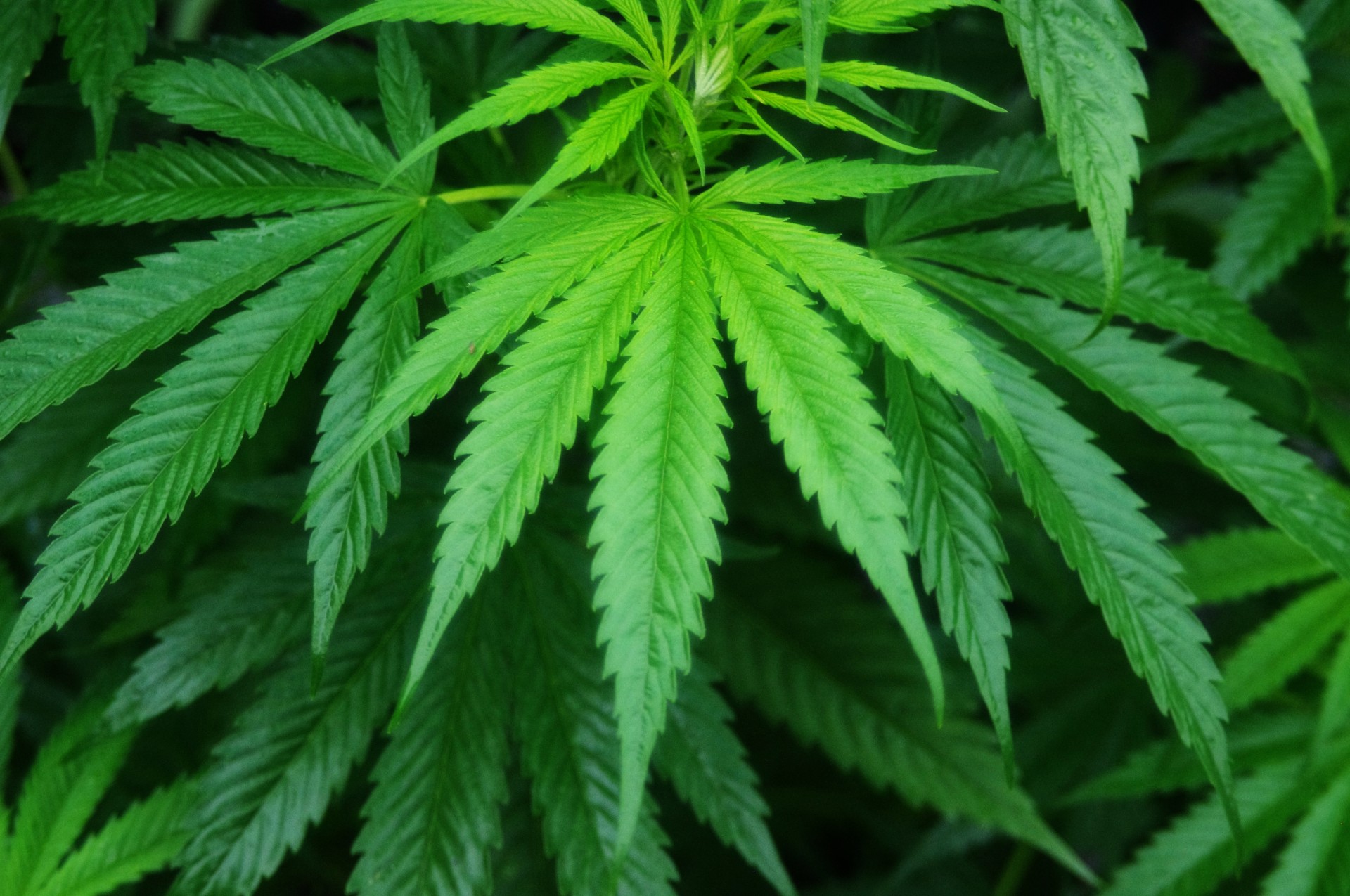Amid confusion, legalized medical marijuana helps Wisconsinites